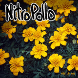 LP - NitroPollo – What's The Point?